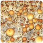 Псилоцибиновые (галлюциногенные)  грибы Psilocybin "Golden Teacher" в Белоярском