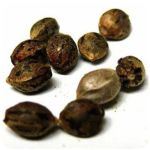 Семена марихуаны АК-47  (Seeds AK-47) в Белоярском